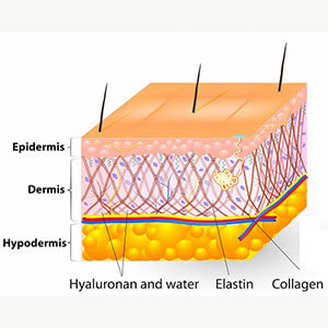 ساختار رشته های کلاژن در زیر پوست